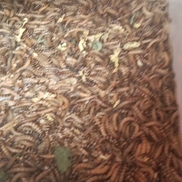 蛋白虫