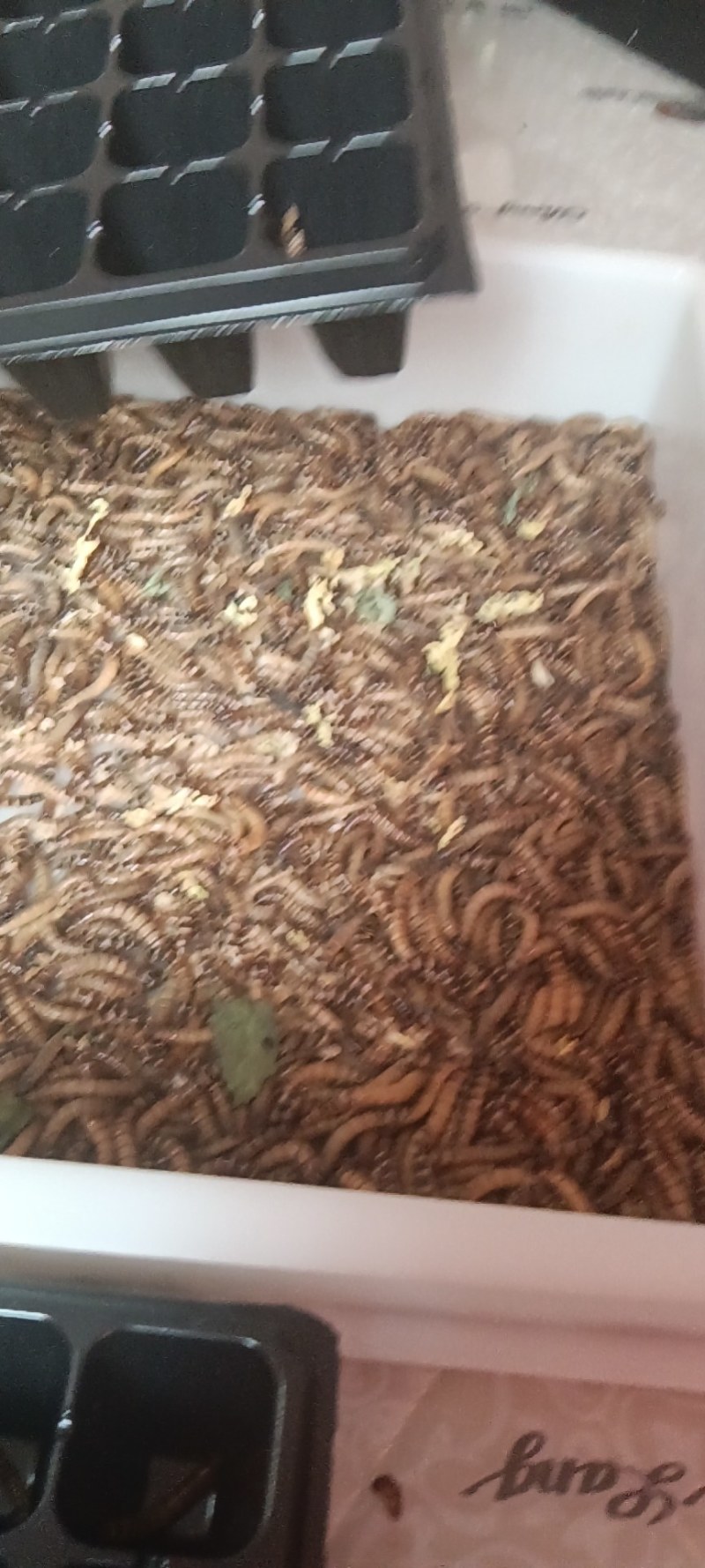 蛋白虫