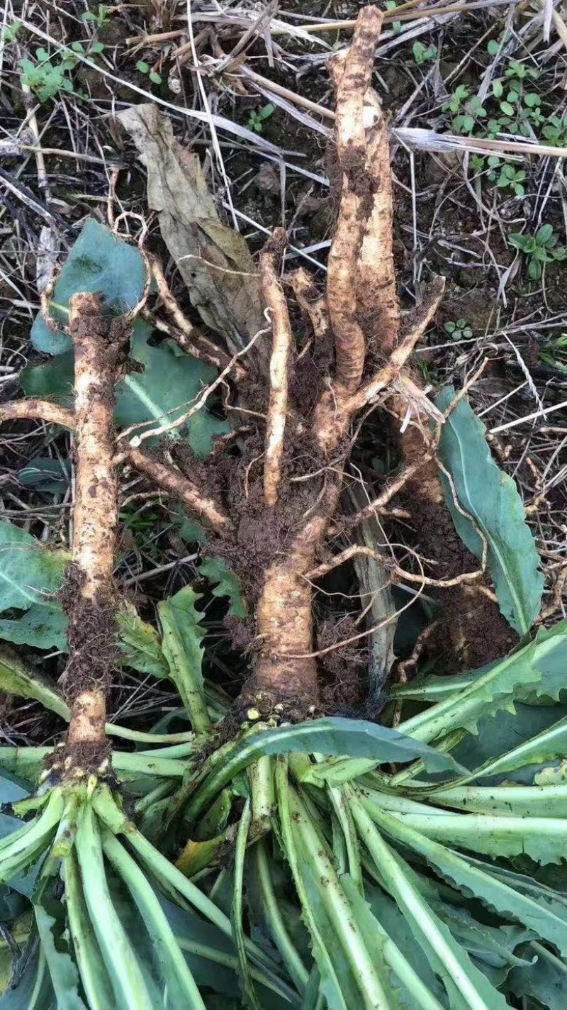 板蓝根板蓝根种子需要种植联系我免费咨询