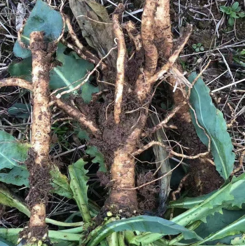 板蓝根板蓝根种子需要种植联系我免费咨询