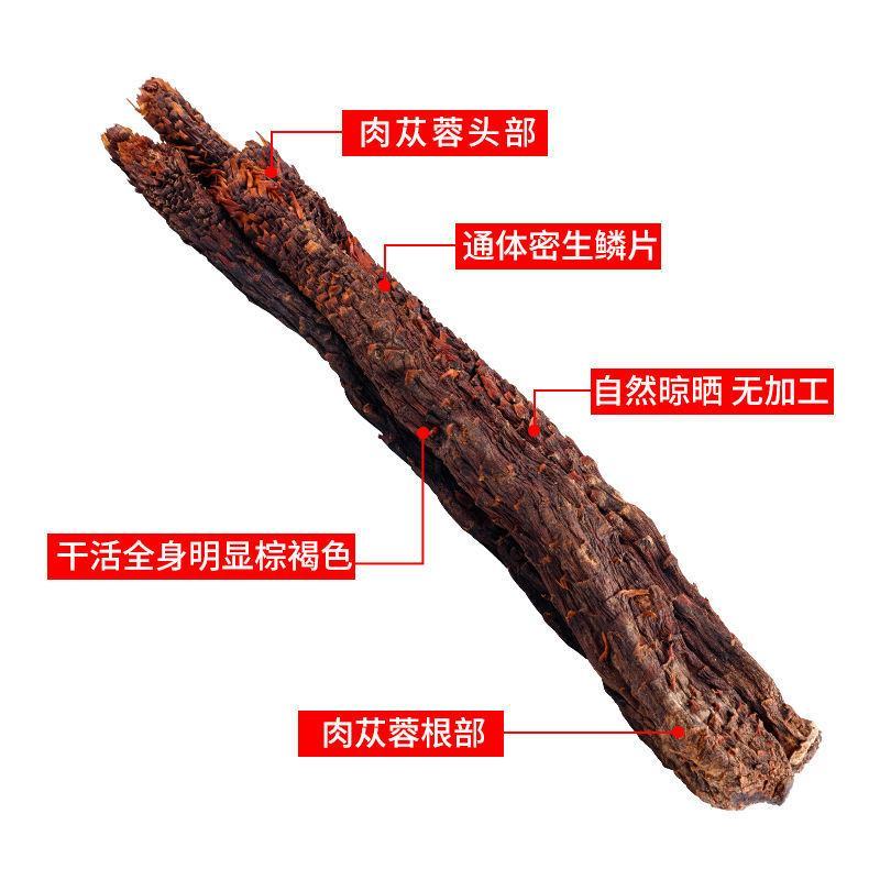 包邮内蒙古阿拉善野生肉苁蓉单根200克大芸50厘米礼