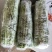【精品芦篙】诚信商家地头直销去根去叶新鲜现摘品质佳