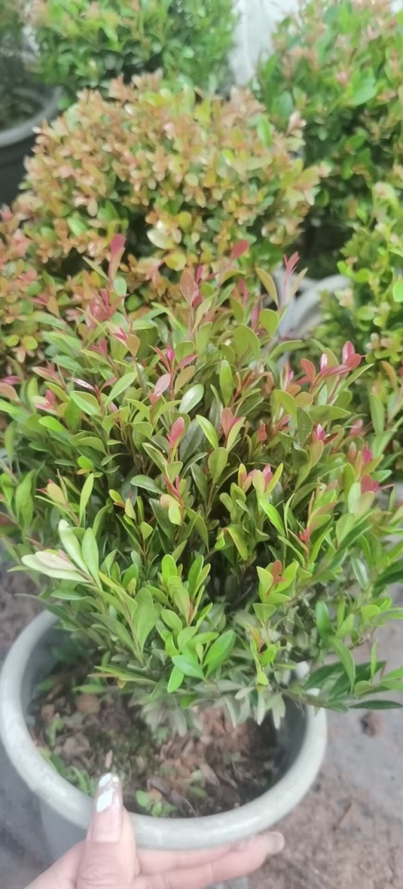 小叶赤楠盆栽植物室内茶桌办公室阳台桌面迷你盆景招财好养活