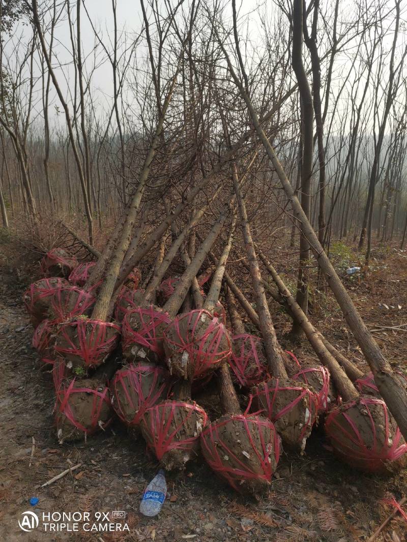 杉树基地可供3一20公分，现货长期有效。