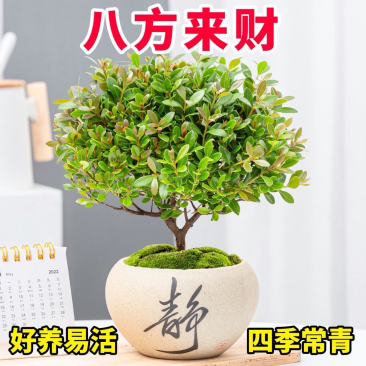 小叶赤楠盆栽植物室内茶桌办公室阳台桌面迷你盆景招财好养活