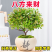 小叶赤楠盆栽植物室内茶桌办公室阳台桌面迷你盆景招财好养活