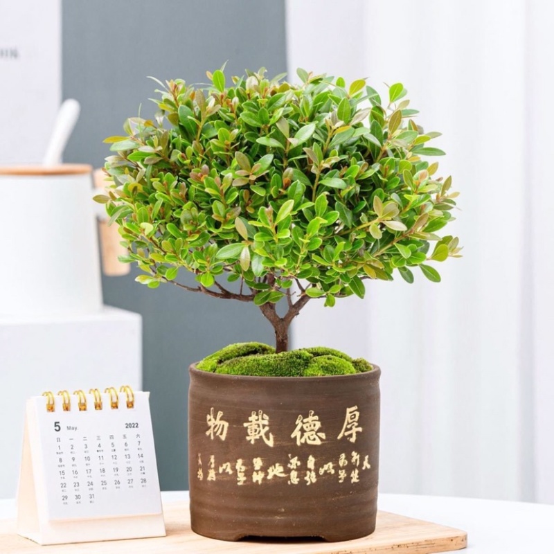 小叶赤楠盆栽植物室内茶桌办公室阳台桌面迷你盆景招财好养活