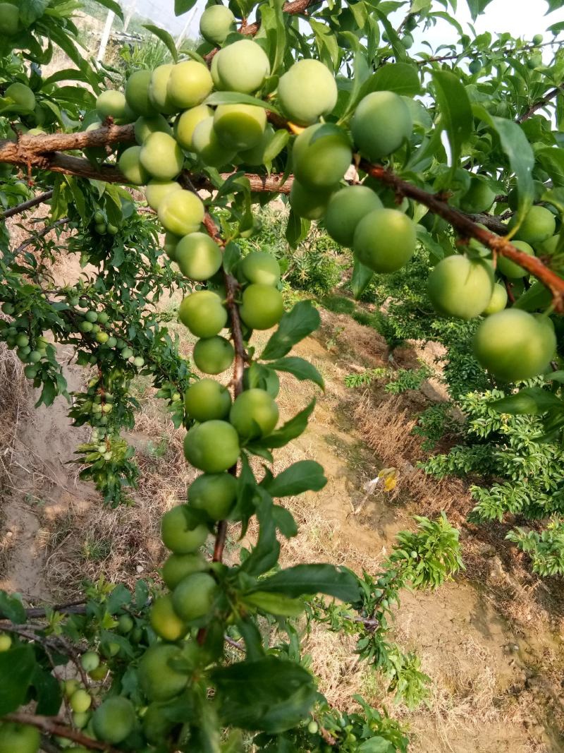 芒果，李子，蜂蜜，