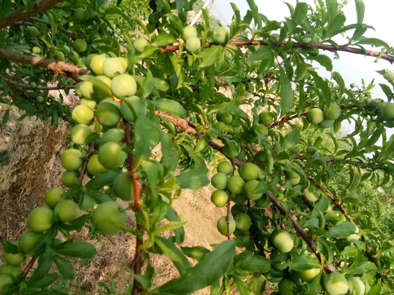 芒果，李子，蜂蜜，