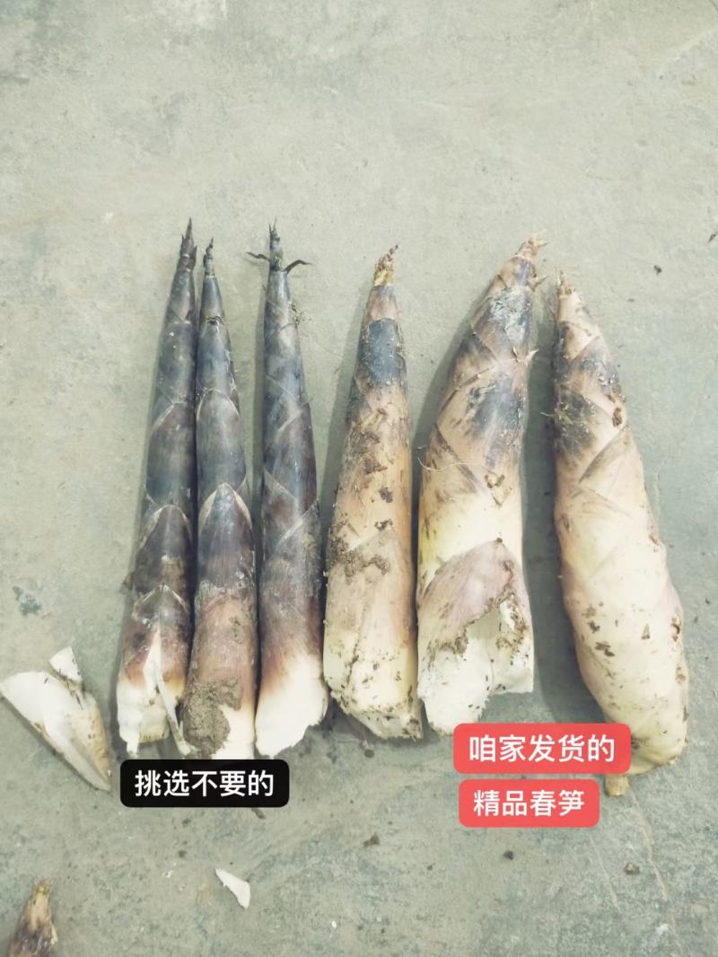 浙江杭州临安春笋雷笋原产地直供大笋和中笋两个规格