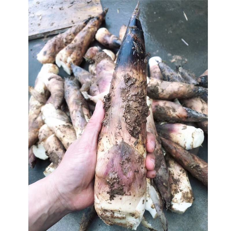 浙江杭州临安春笋雷笋原产地直供大笋和中笋两个规格