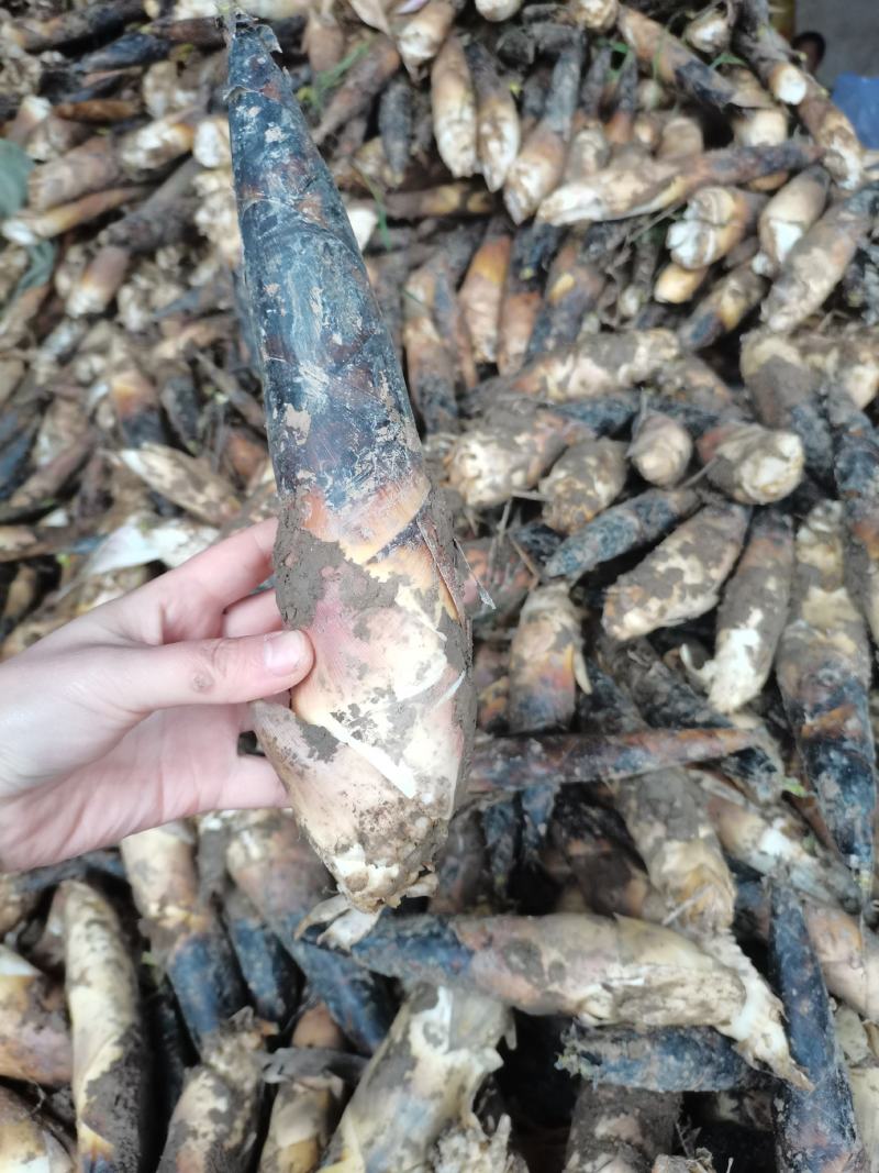 浙江杭州临安春笋雷笋原产地直供大笋和中笋两个规格