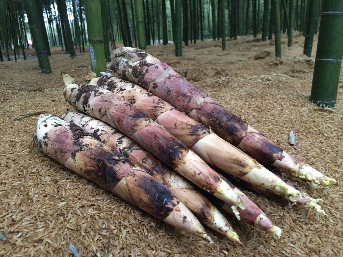 高山竹笋的自然生长环境