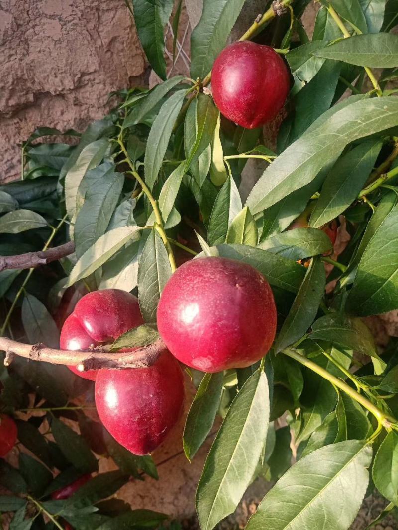 中油油桃