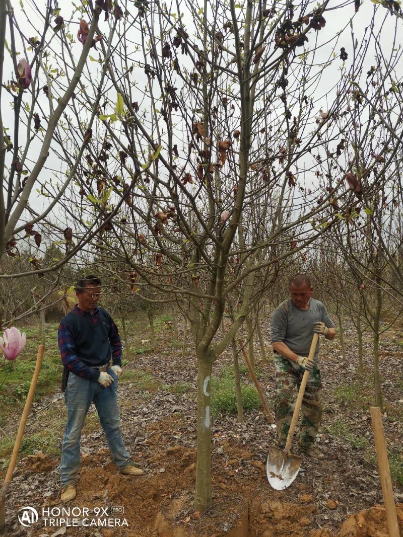 紫玉兰基地批发1一15公分，现货长期有效。