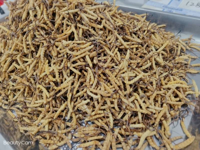 特别产区大货专拍，仅供大货专拍，此链接不接受零拍客户