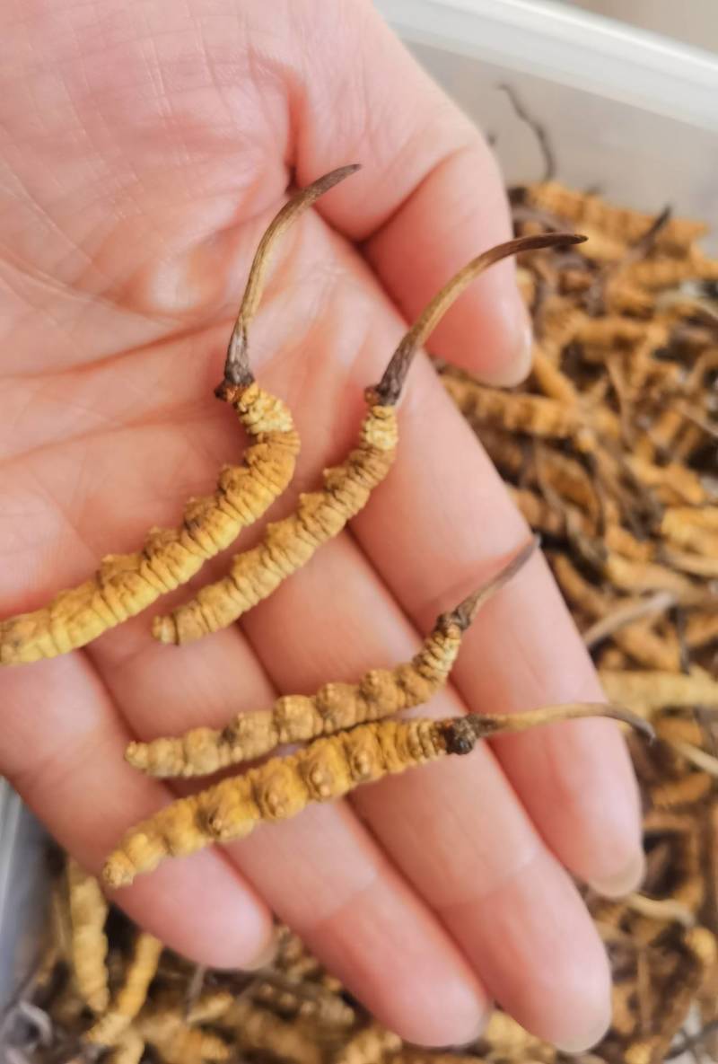 特别产区大货专拍，仅供大货专拍，此链接不接受零拍客户