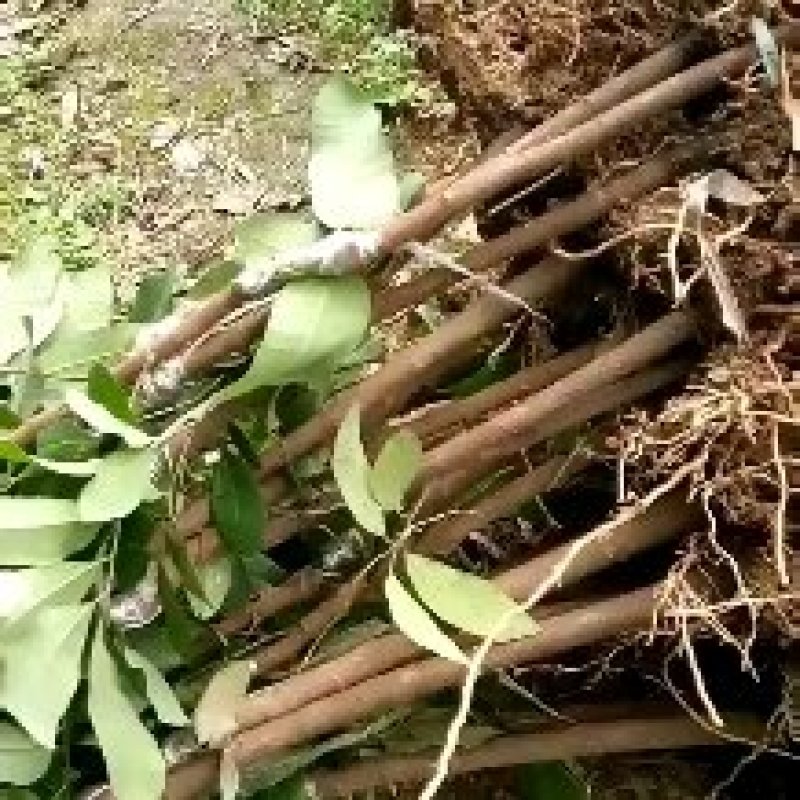 储良龙眼苗品种纯证货源充足大量供应