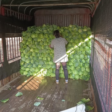 云南甘蓝一手货源无虫无花球形好专业甘蓝全国发货