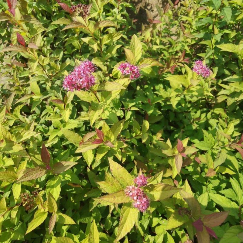 金山绣线菊金焰绣线菊彩叶色块花卉耐寒地被草花优惠