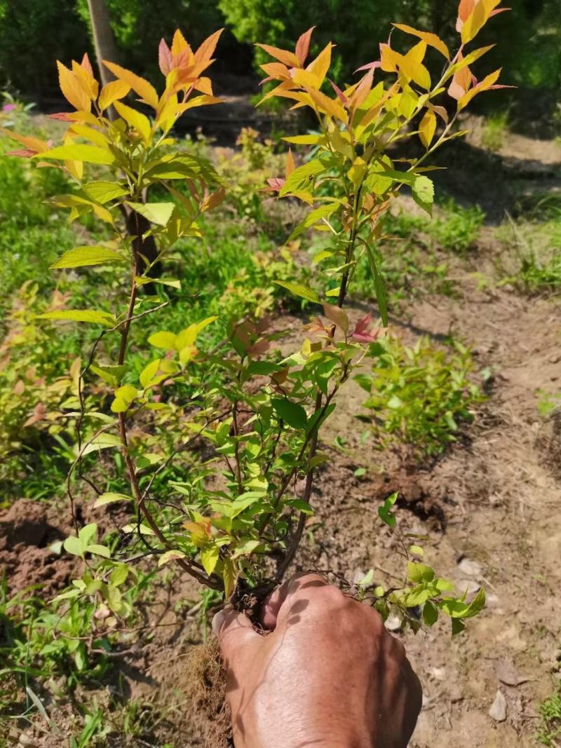 金山绣线菊金焰绣线菊彩叶色块花卉耐寒地被草花优惠