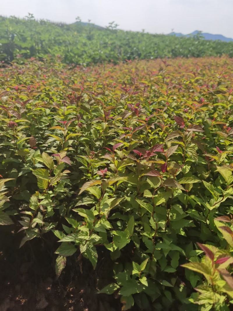金山绣线菊金焰绣线菊彩叶色块花卉耐寒地被草花优惠
