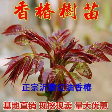 热卖中红油香椿，香嫩可口，适合各种土质种植，现挖现发新苗