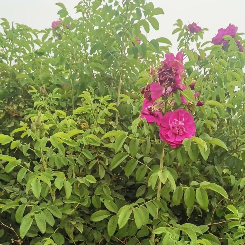 金山绣线菊金焰绣线菊彩叶色块花卉耐寒地被草花优惠