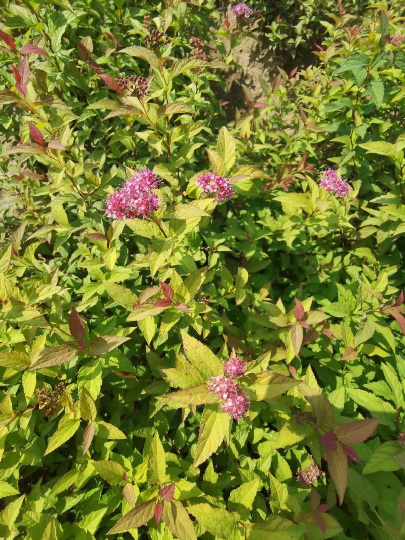 金山绣线菊金焰绣线菊彩叶色块花卉耐寒地被草花优惠