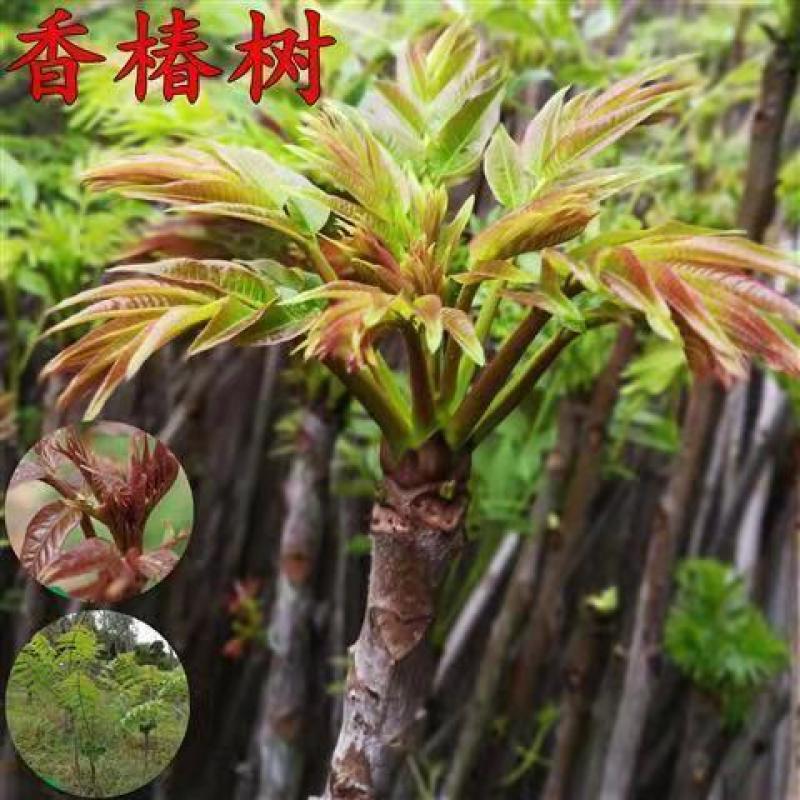 热卖中红油香椿，香嫩可口，适合各种土质种植，现挖现发新苗