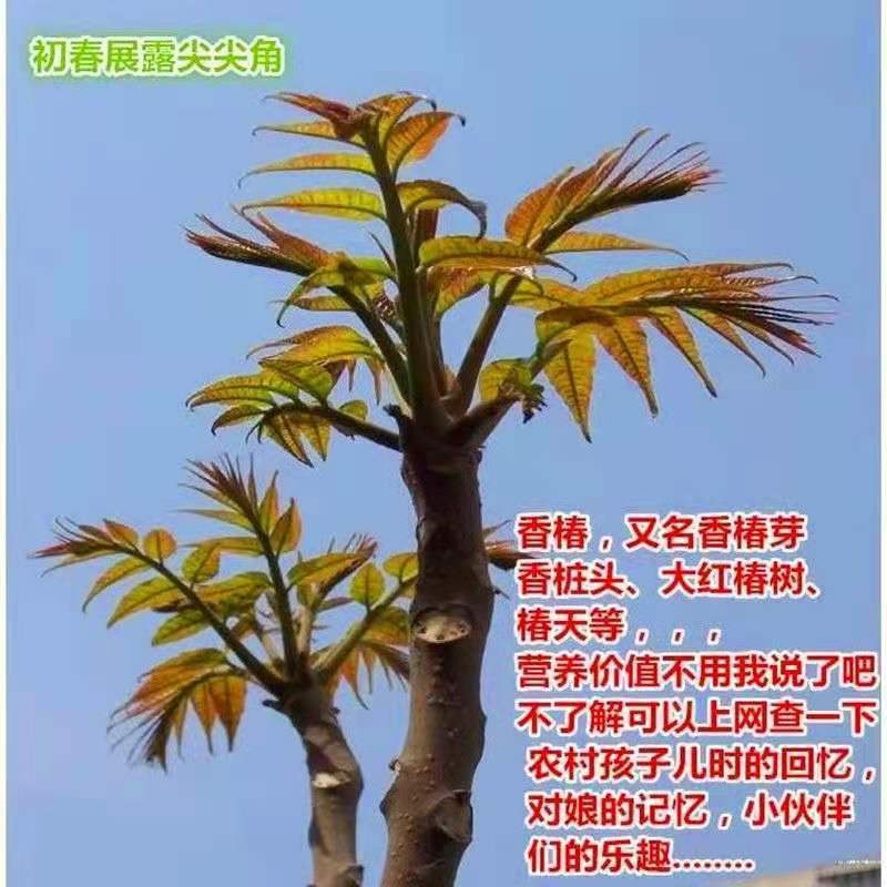 热卖中红油香椿，香嫩可口，适合各种土质种植，现挖现发新苗