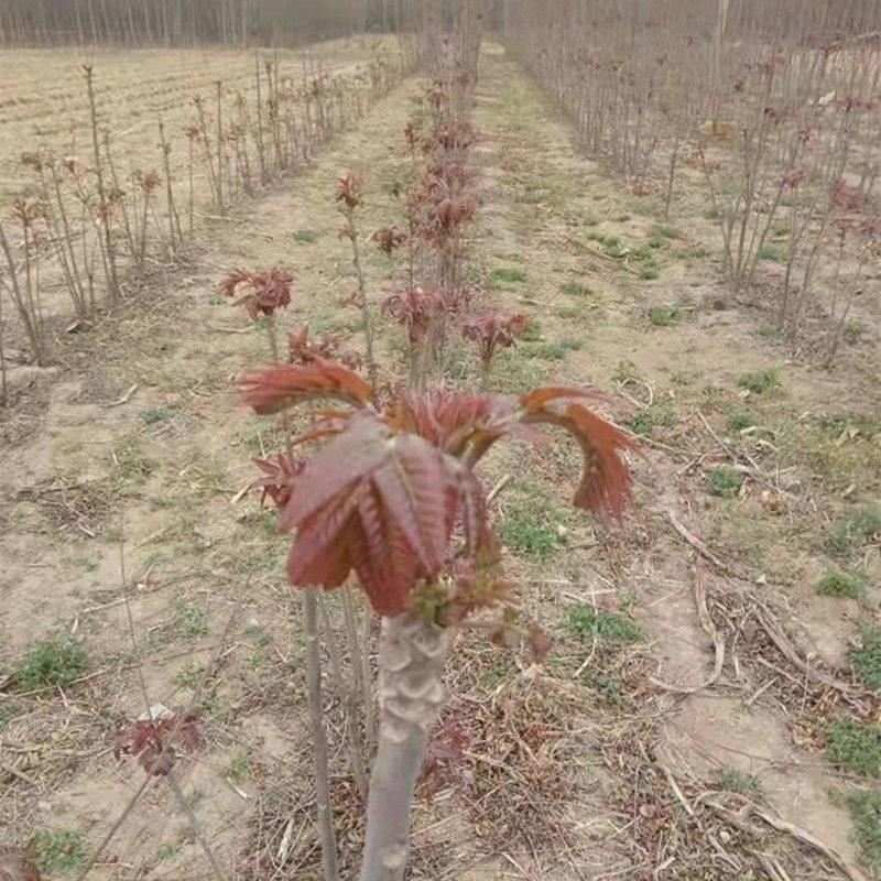 热卖中红油香椿，香嫩可口，适合各种土质种植，现挖现发新苗