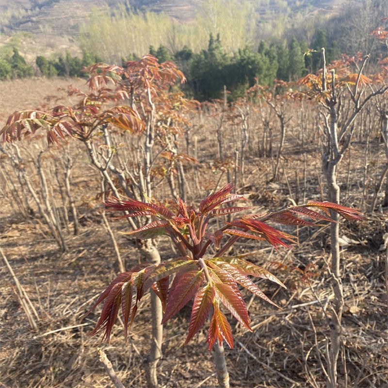 热卖中红油香椿，香嫩可口，适合各种土质种植，现挖现发新苗