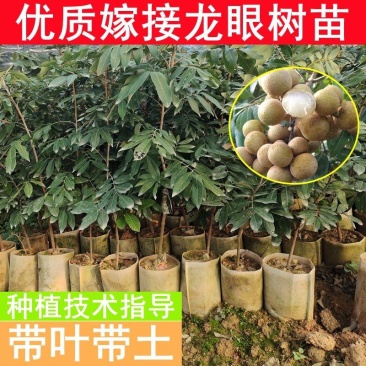 四季龙眼苗龙眼苗四季开花结果特价热卖