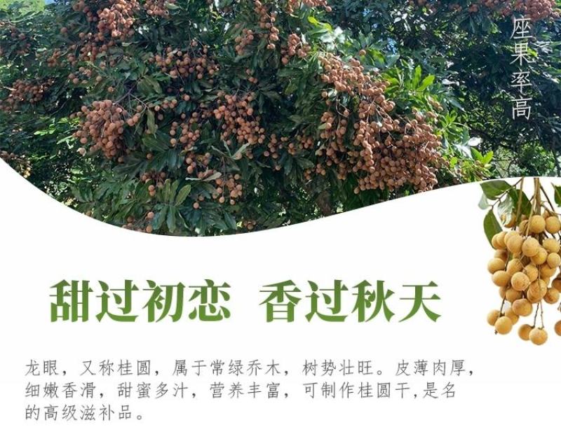 四季龙眼苗龙眼苗四季开花结果特价热卖