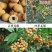 四季龙眼苗龙眼苗四季开花结果特价热卖