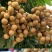 四季龙眼苗龙眼苗四季开花结果特价热卖