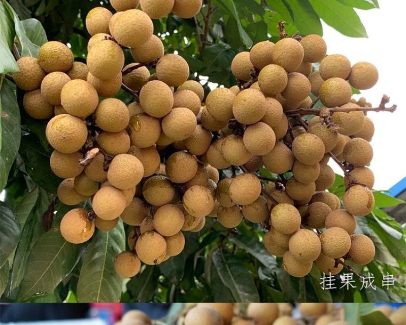 四季龙眼苗龙眼苗四季开花结果特价热卖