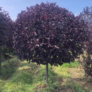 紫叶稠李球紫叶李定杆球彩色景观造型树规格全优惠中
