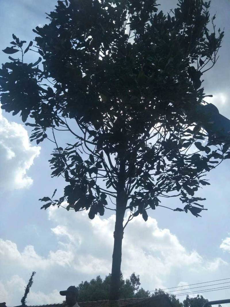 广玉兰5一20公分基地批发，现货长期有效。