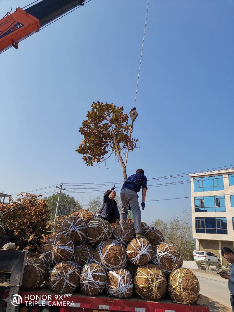 广玉兰5一20公分基地批发，现货长期有效。