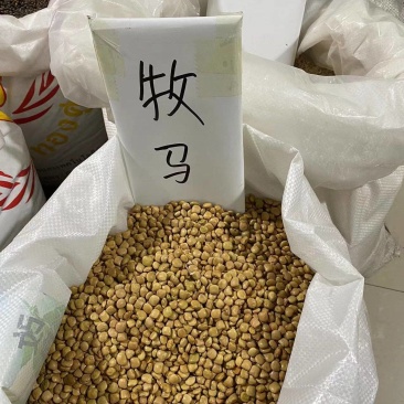 牧马山地瓜凉茹种子早熟地瓜水果地瓜沙葛凉薯土瓜种籽蔬菜种