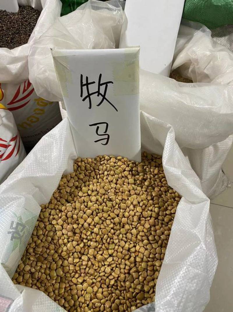 牧马山地瓜凉茹种子早熟地瓜水果地瓜沙葛凉薯土瓜种籽蔬菜种