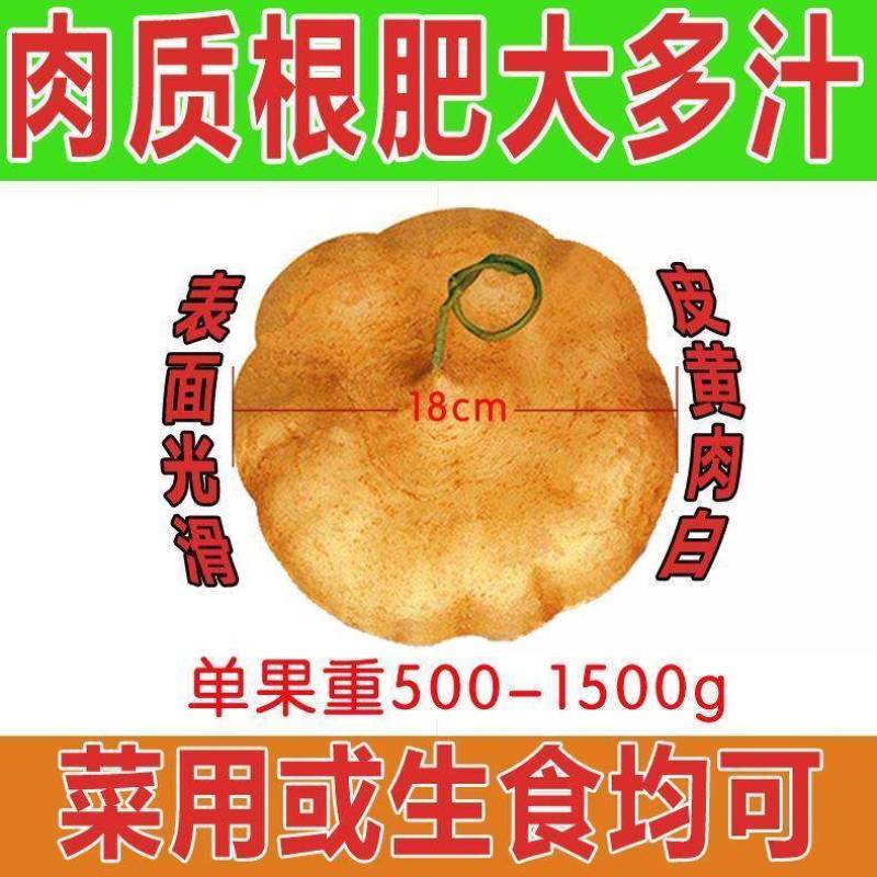 牧马山地瓜凉茹种子早熟地瓜水果地瓜沙葛凉薯土瓜种籽蔬菜种