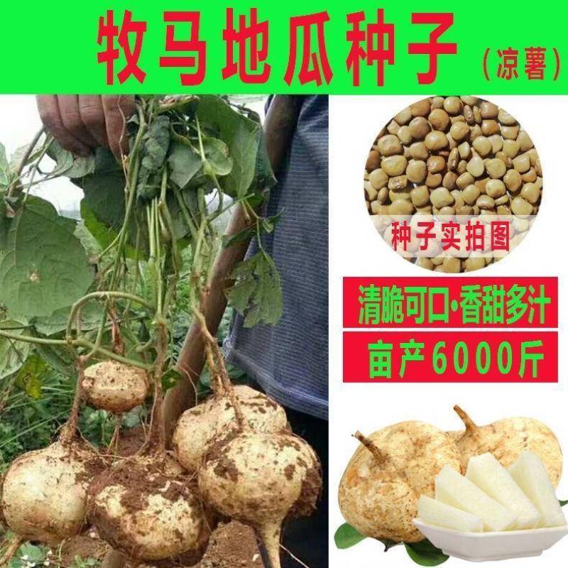 牧马山地瓜凉茹种子早熟地瓜水果地瓜沙葛凉薯土瓜种籽蔬菜种
