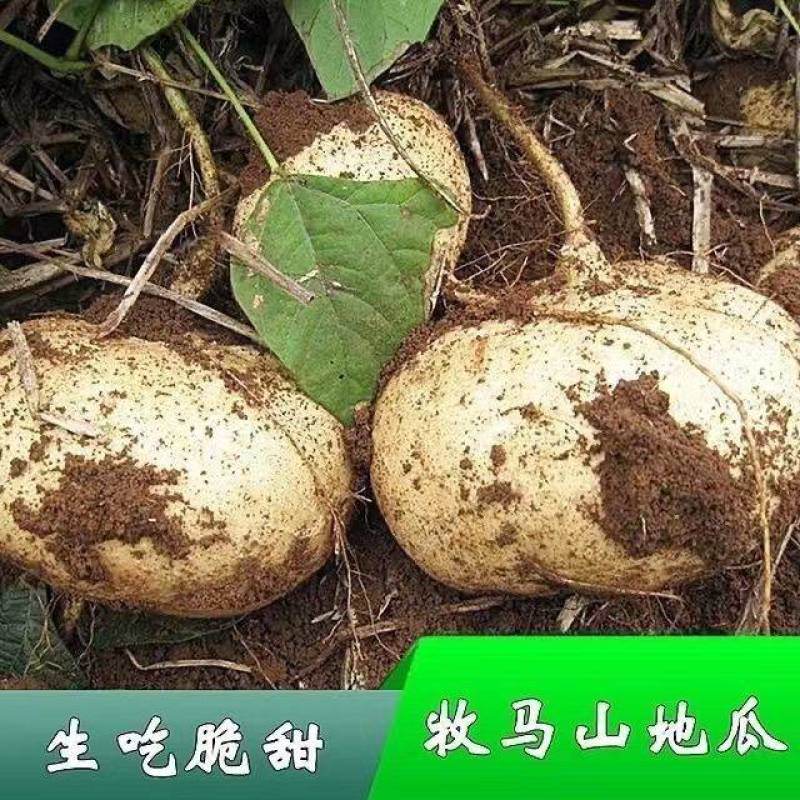 牧马山地瓜凉茹种子早熟地瓜水果地瓜沙葛凉薯土瓜种籽蔬菜种