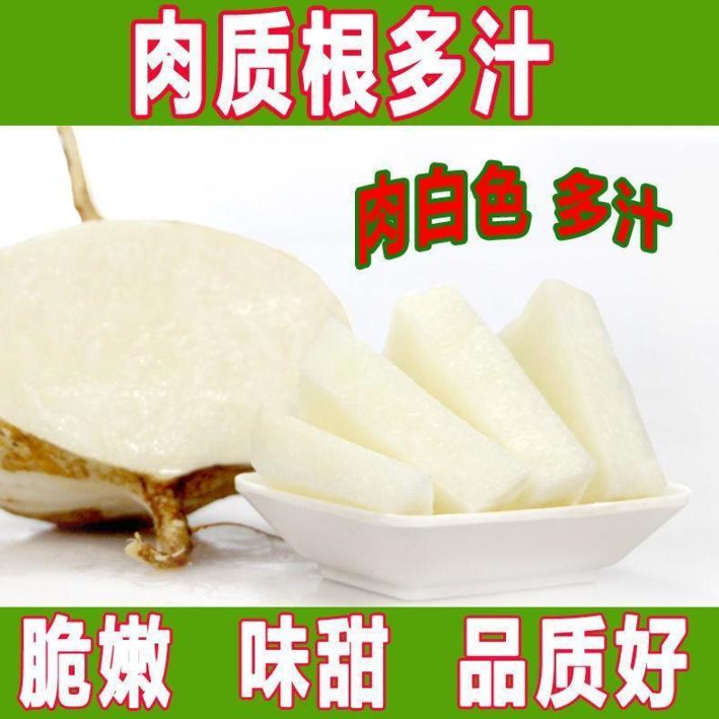 牧马山地瓜凉茹种子早熟地瓜水果地瓜沙葛凉薯土瓜种籽蔬菜种