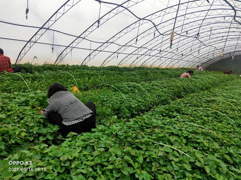 陕西省杨凌西北农林科技大学教授指导红薯苗基地，品种有秦薯