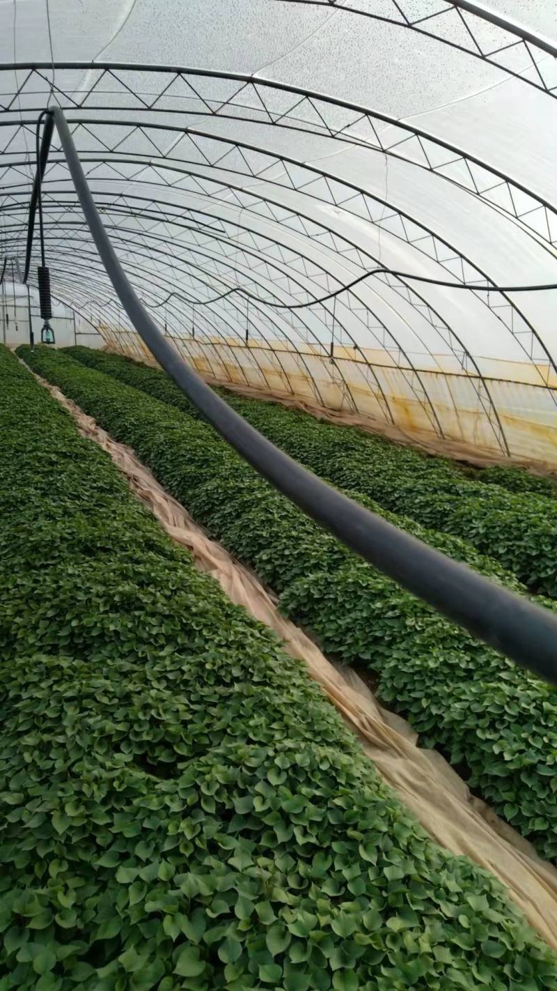 杨凌农科院秦薯5号4号8号红薯苗，紫薯苗，大量供应