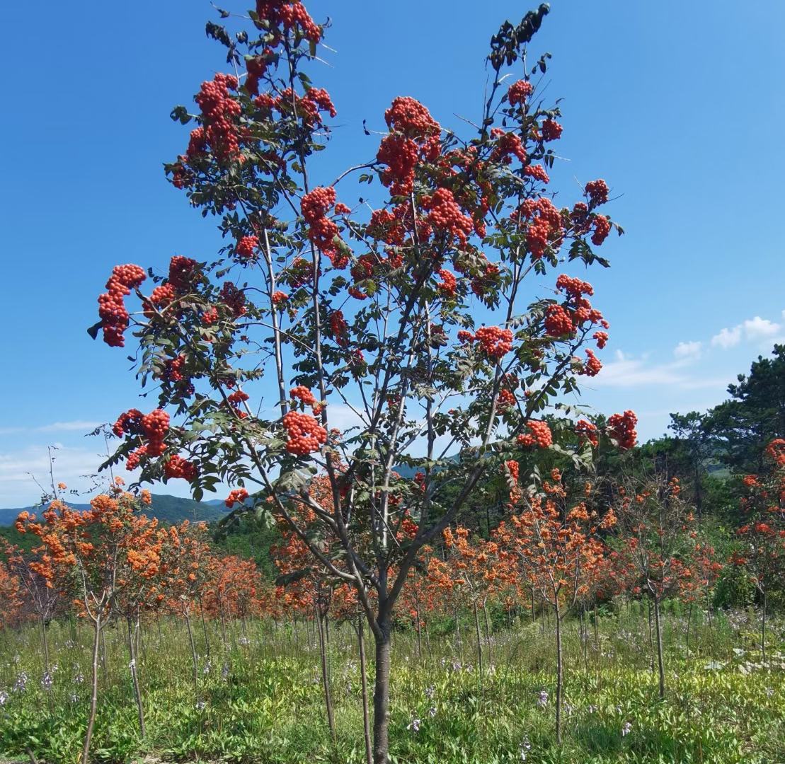 美国红栎红枫秋季全树变红特写
